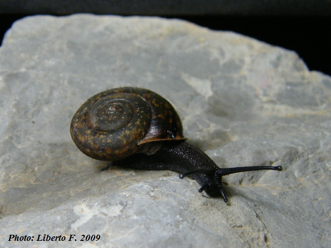 Chilostoma (Campylaea) planospira var. Neapolitana,Paulucci